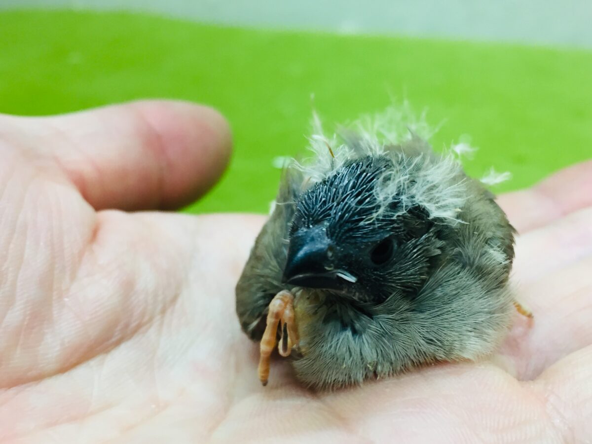 ミニミニ怪獣のキンカチョウさんがやってきましたよ~💛💖 錦花鳥(キンカチョウ)