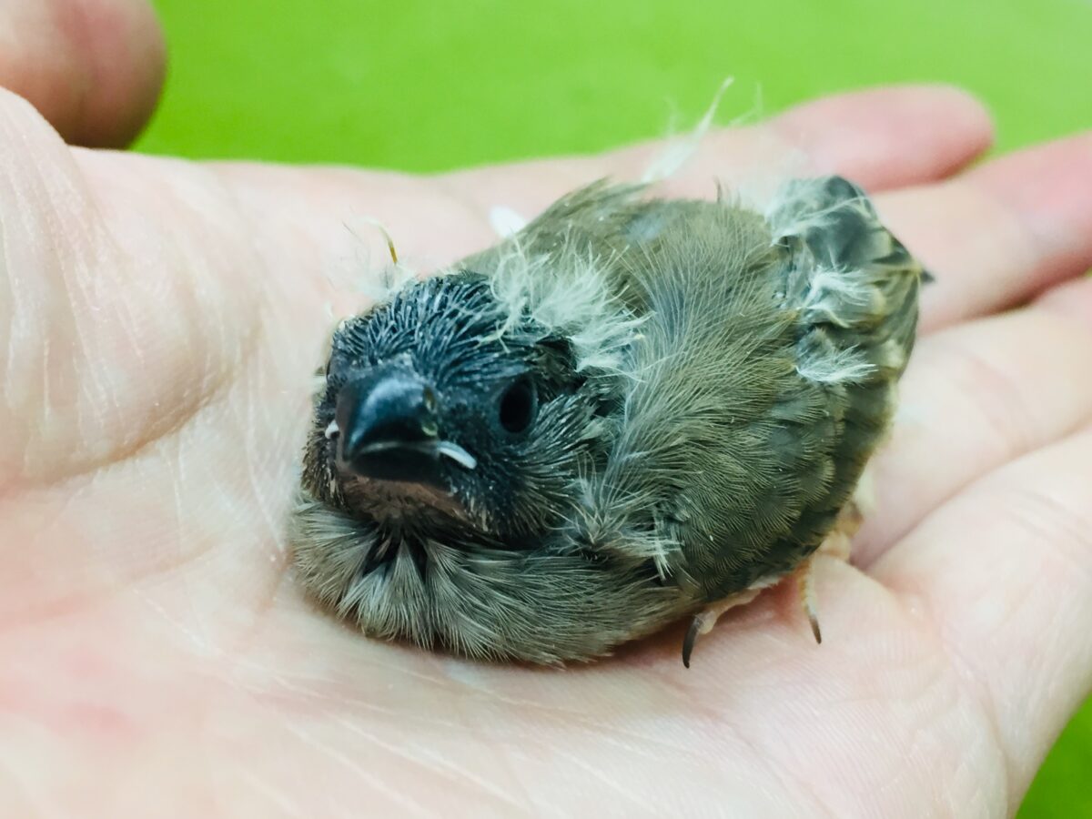 ミニミニ怪獣のキンカチョウさんがやってきましたよ~💛💖 錦花鳥(キンカチョウ)