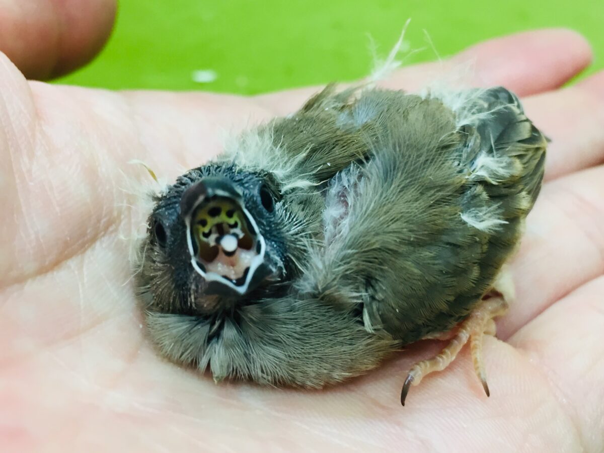ミニミニ怪獣のキンカチョウさんがやってきましたよ~💛💖 錦花鳥(キンカチョウ)