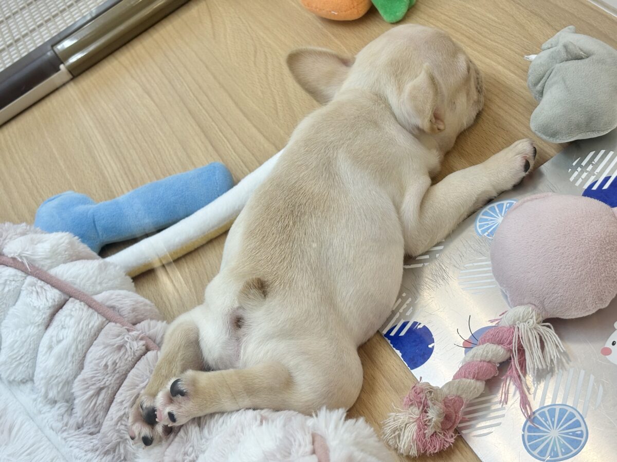 ムチムチキュート炸裂〜!!フレンチブルドッグくん! フレンチブルドッグ
