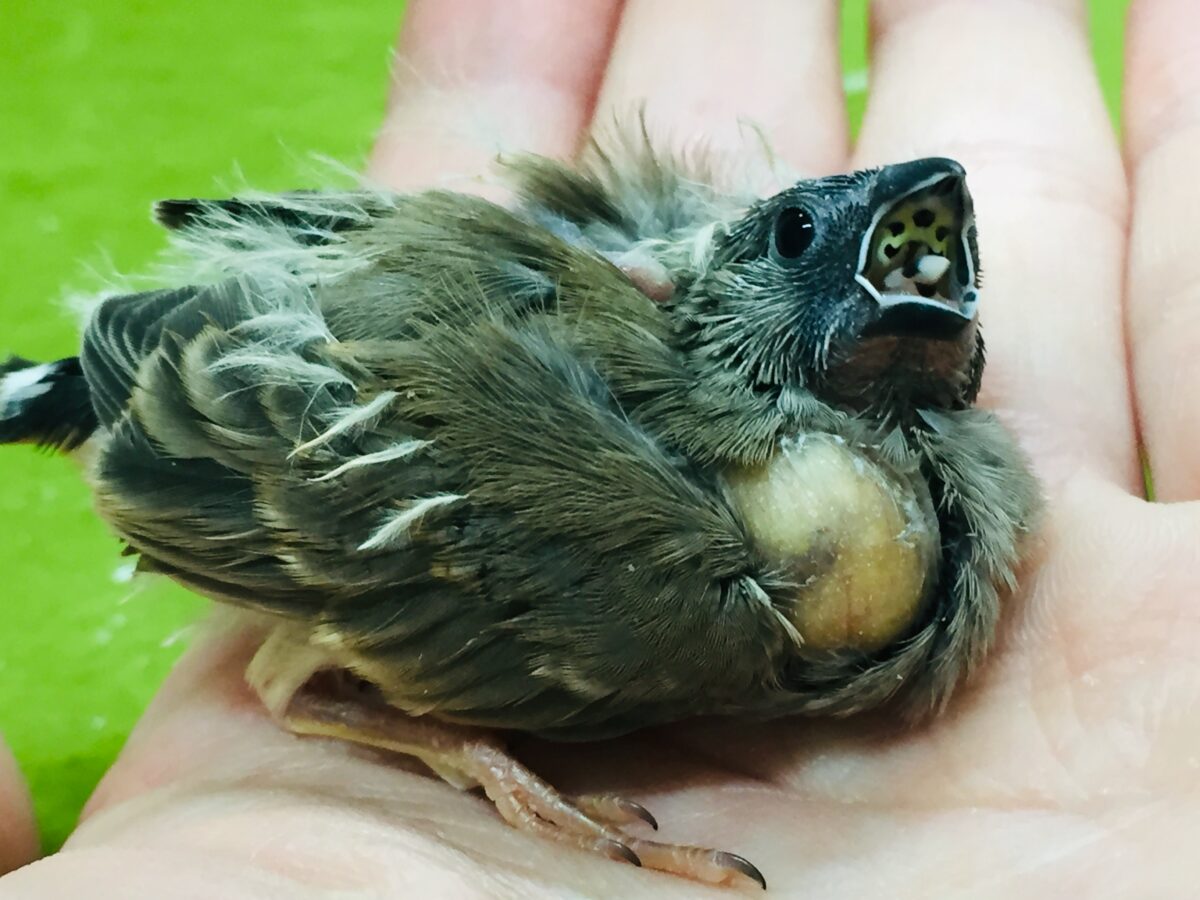 ミニミニ怪獣のキンカチョウさんがやってきましたよ~💛💖 錦花鳥(キンカチョウ)