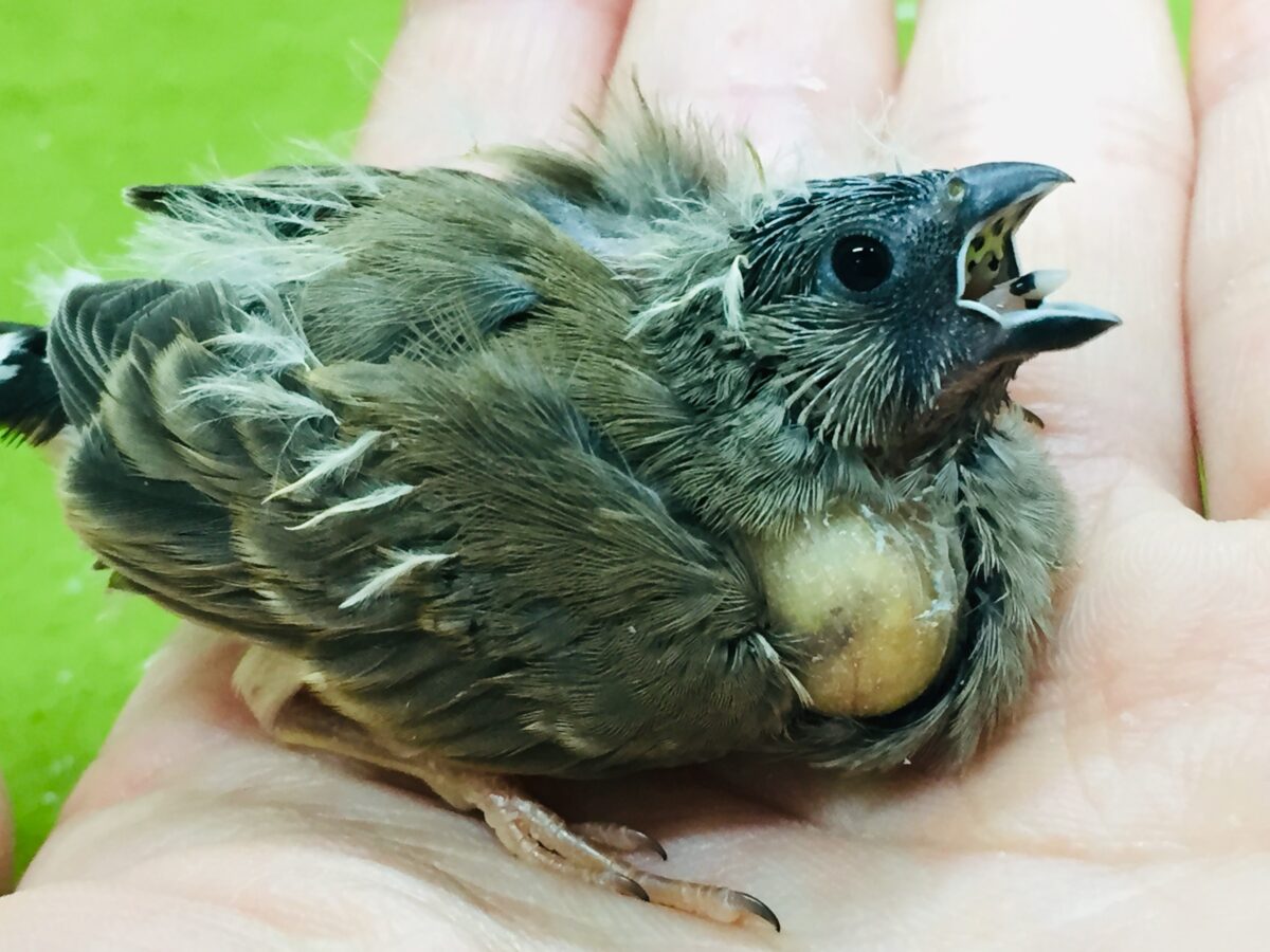 ミニミニ怪獣のキンカチョウさんがやってきましたよ~💛💖 錦花鳥(キンカチョウ)