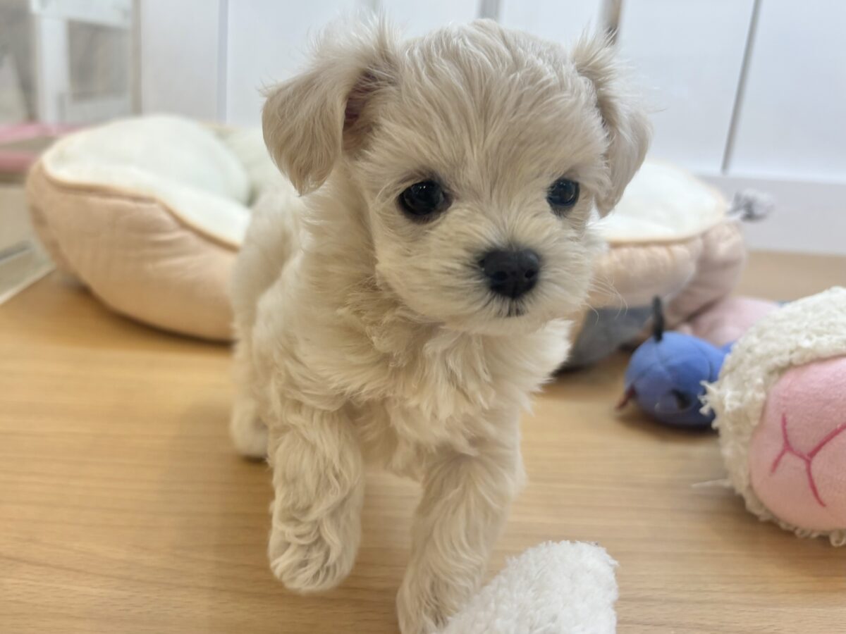 マルプー