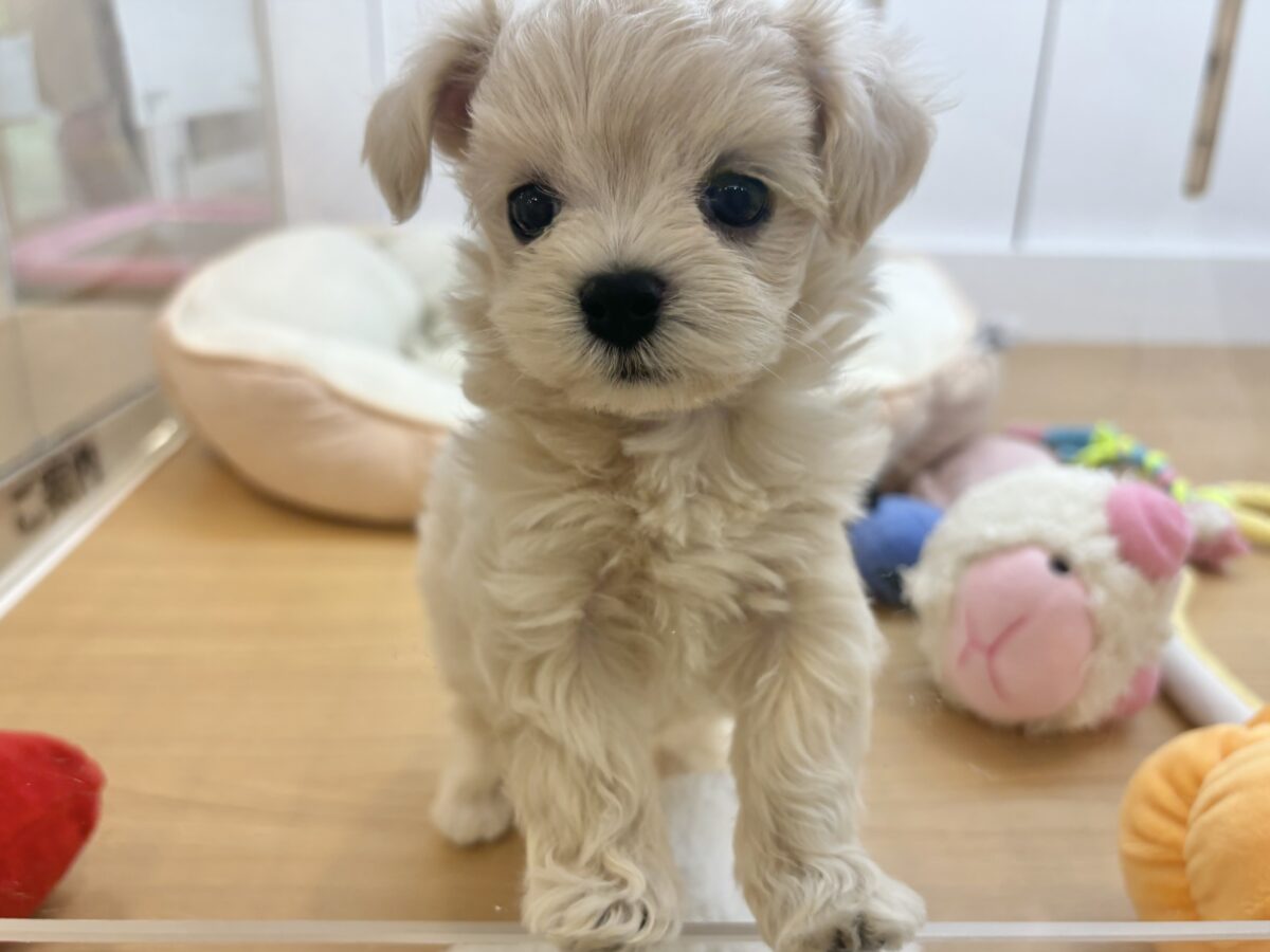 マルプー