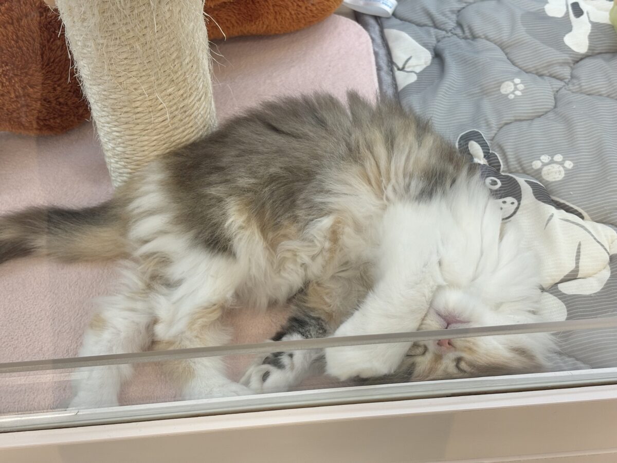 ブリティッシュショートヘア