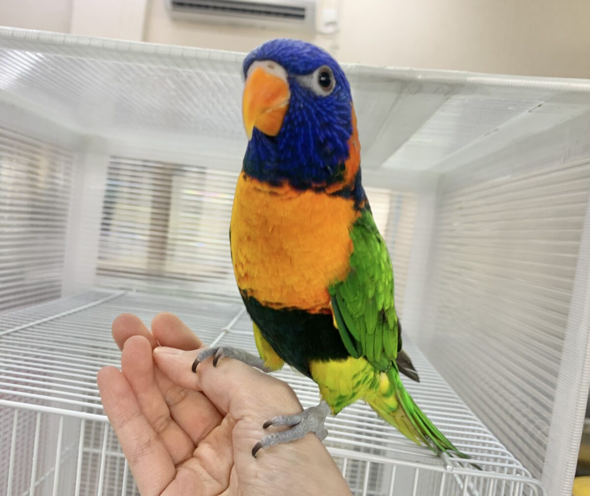 ゴシキセイガイインコ