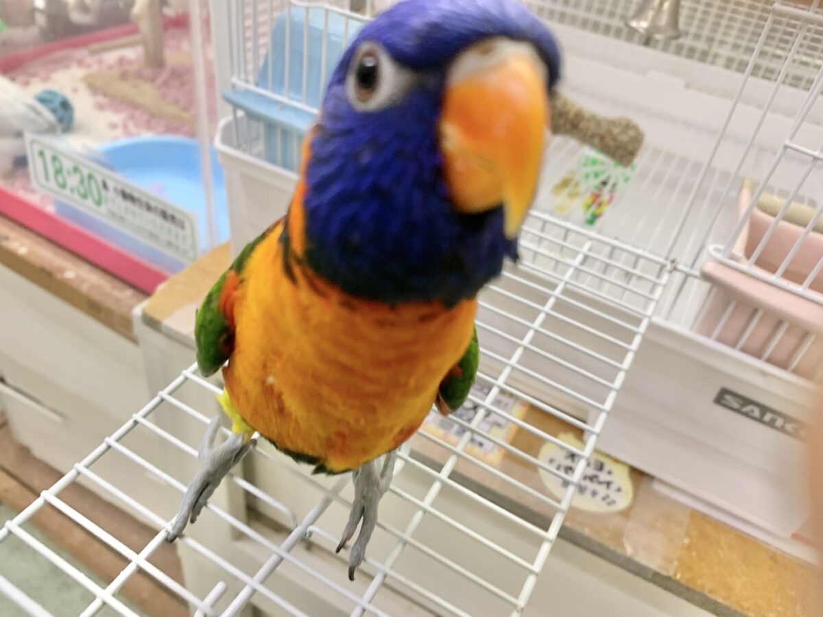 ゴシキセイガイインコ
