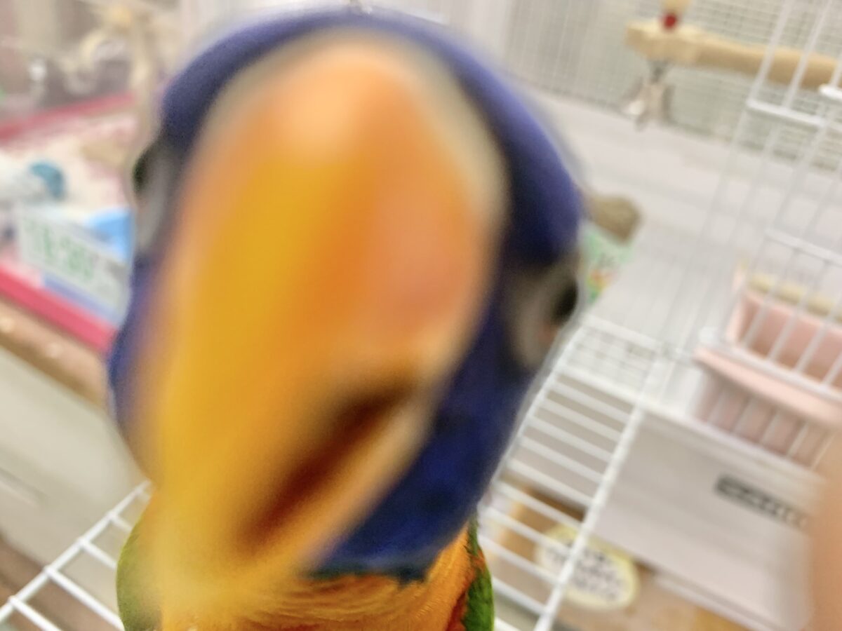 ゴシキセイガイインコ