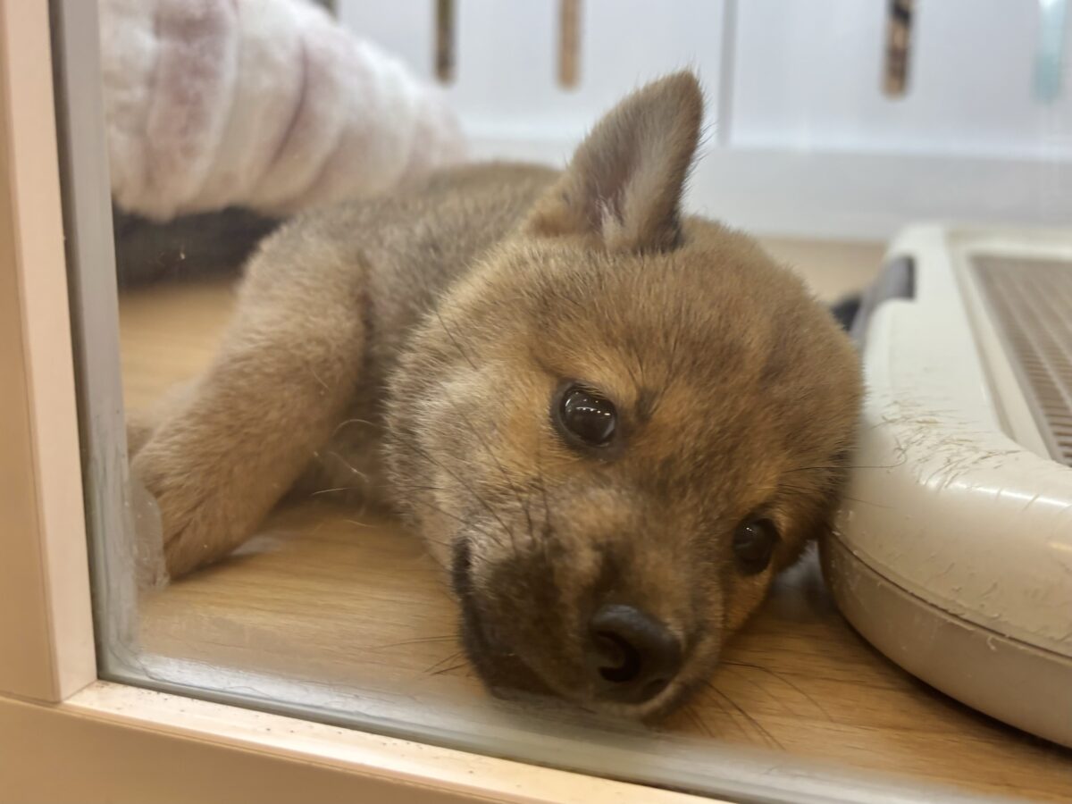 柴犬