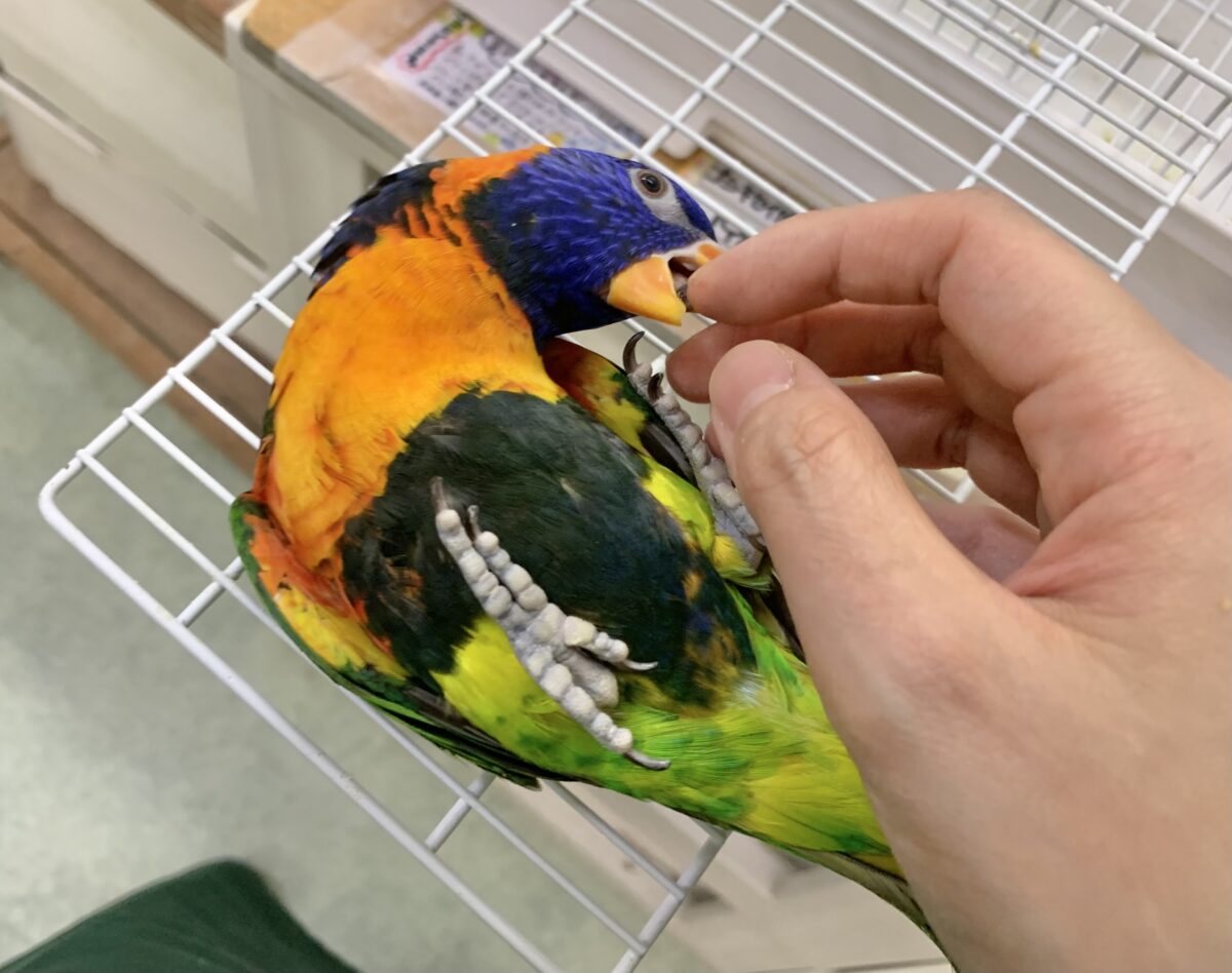 ゴシキセイガイインコ