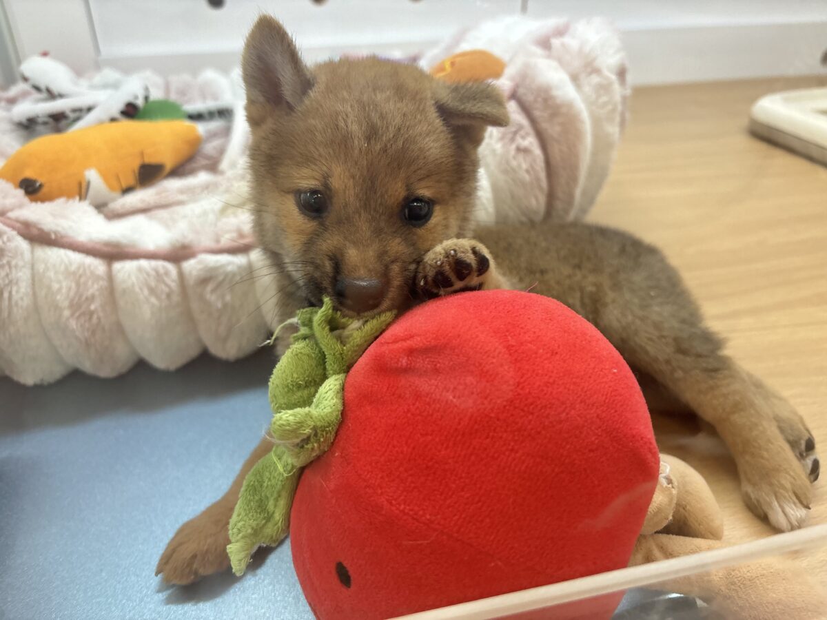 柴犬