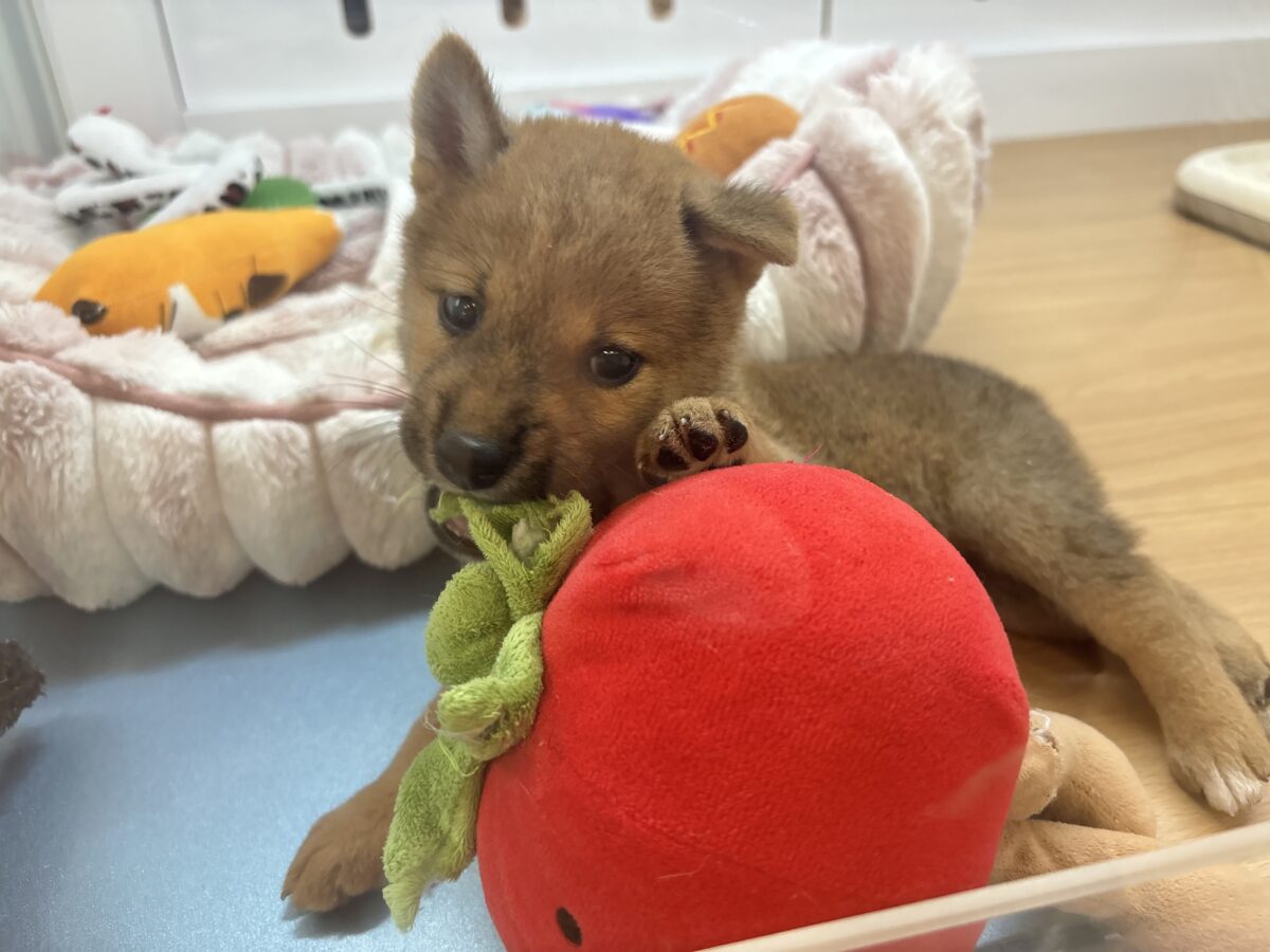 柴犬