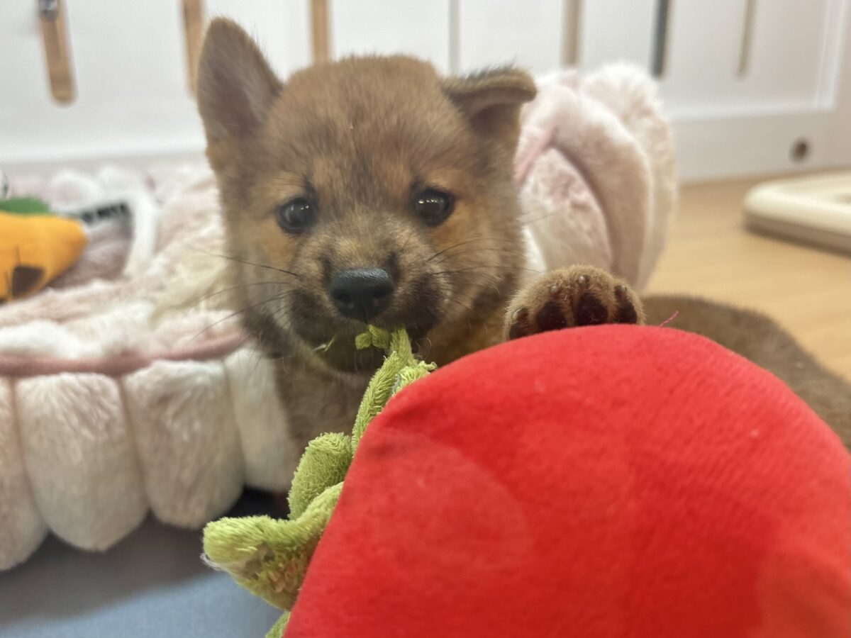 柴犬