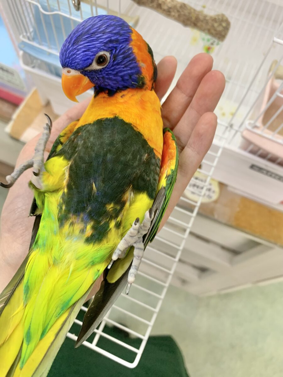 ゴシキセイガイインコ