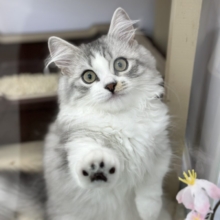 9/29最新🎥とてとて…かわいい🤍ミヌエットくん（チンチラシルバー）2026年6月7日生まれ　男の子