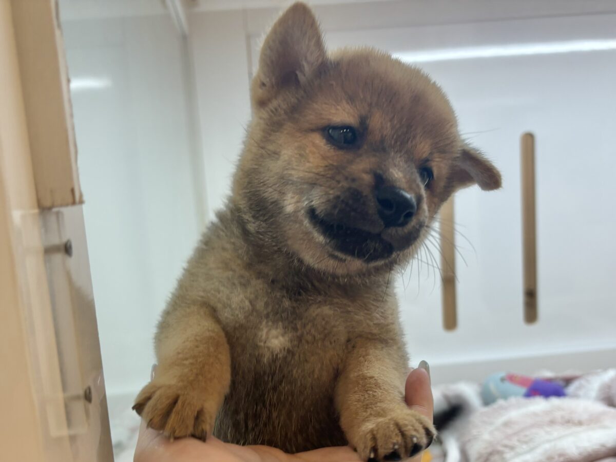柴犬