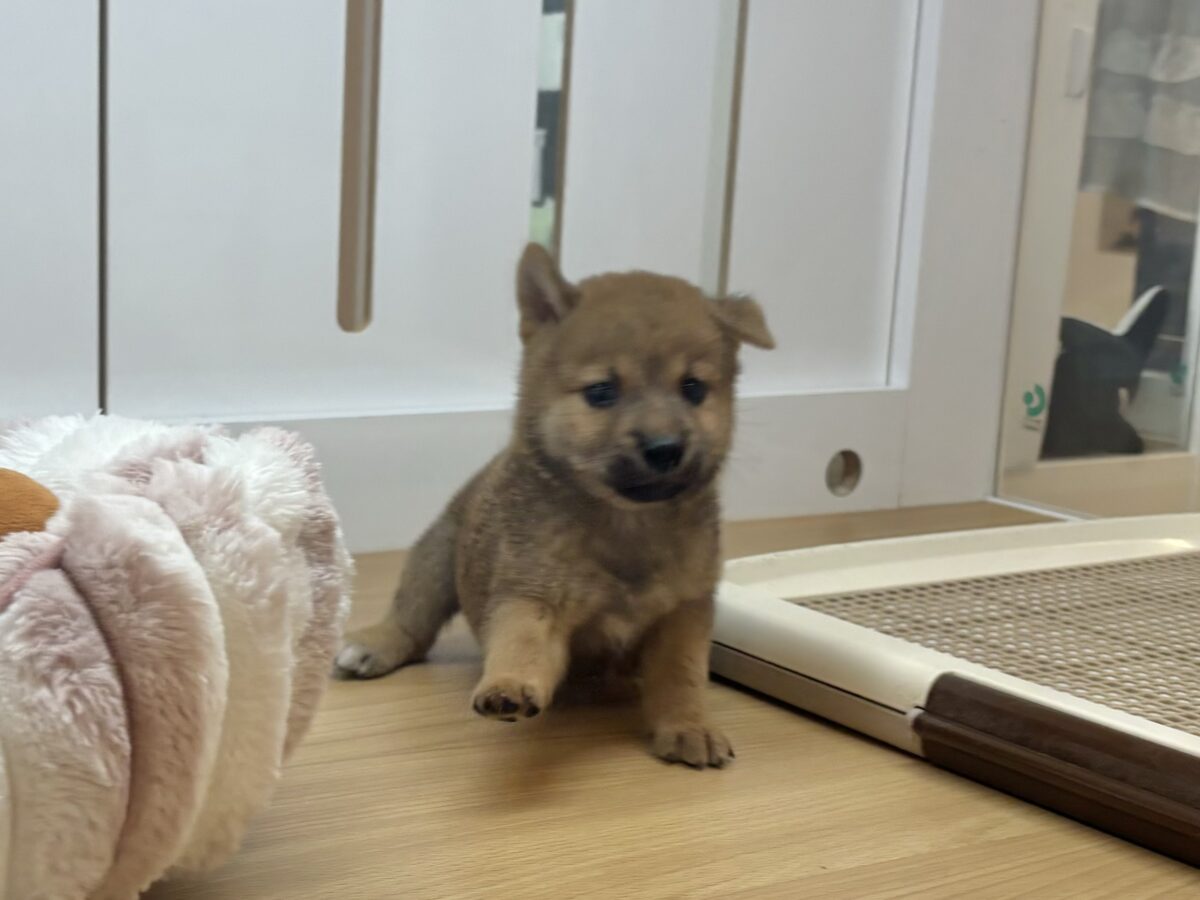 柴犬