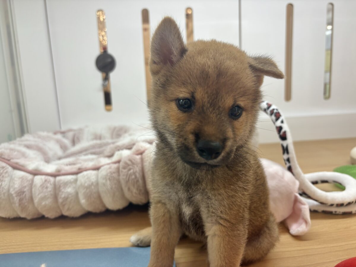 柴犬