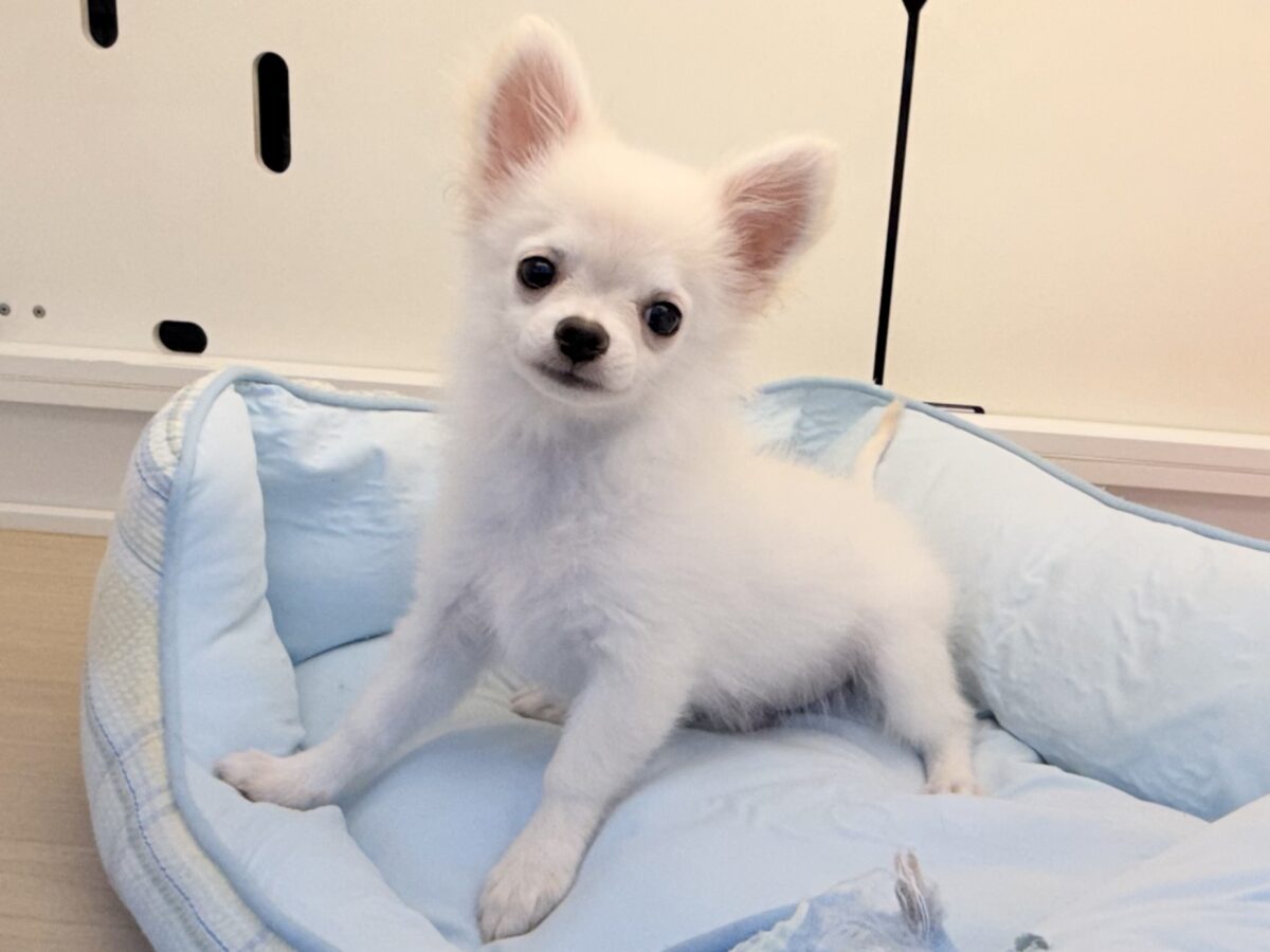 僕、嬉しくてニコニコしちゃうんだぁ😆かまって坊や参上✨チワワの男のコきました⭐️