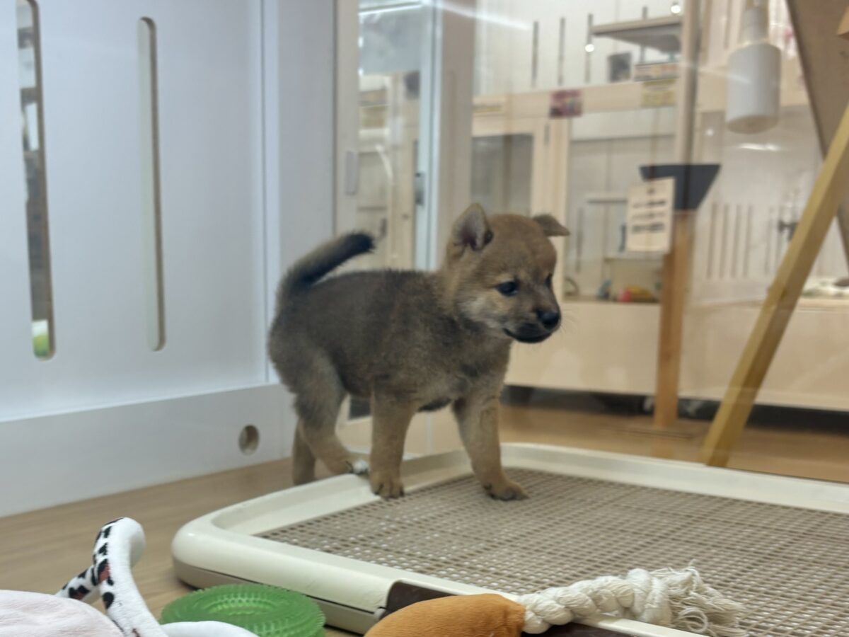 柴犬