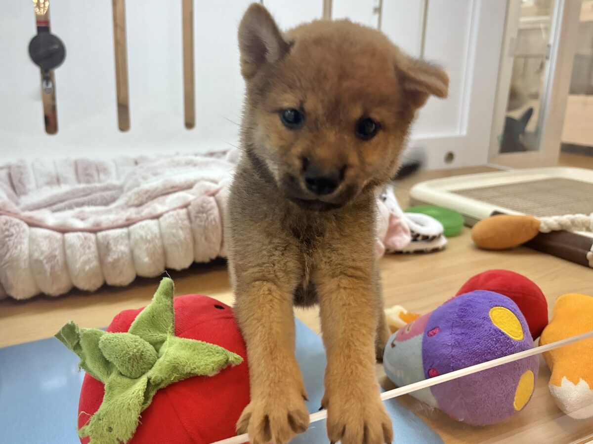 柴犬