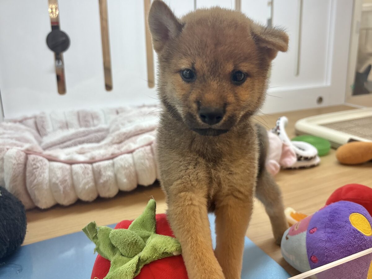 柴犬