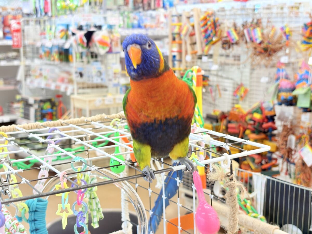 ゴシキセイガイインコ