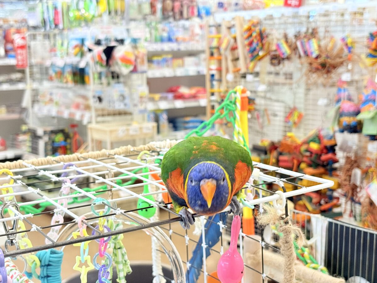 ゴシキセイガイインコ