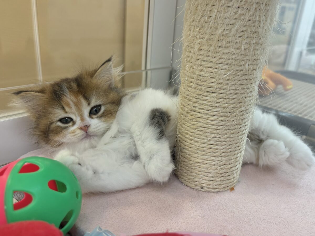 ブリティッシュショートヘア