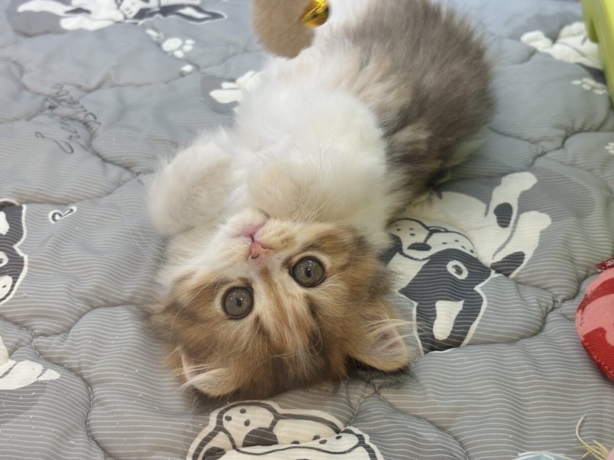 ブリティッシュショートヘア