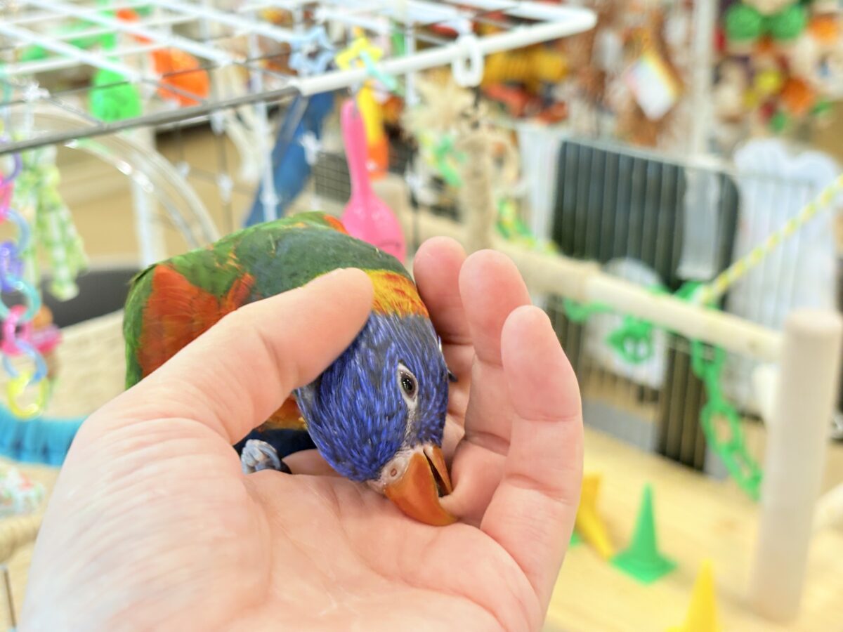 ゴシキセイガイインコ