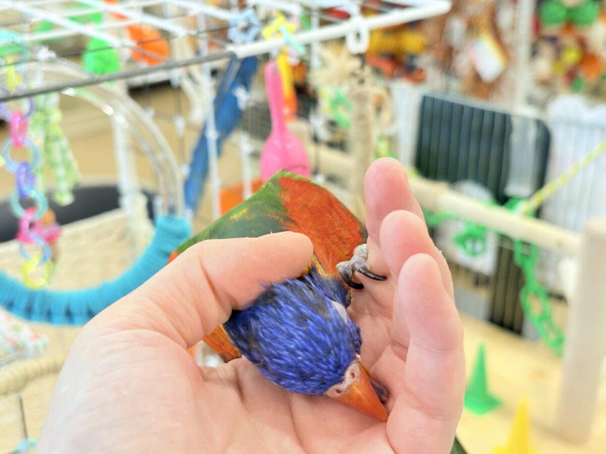 ゴシキセイガイインコ