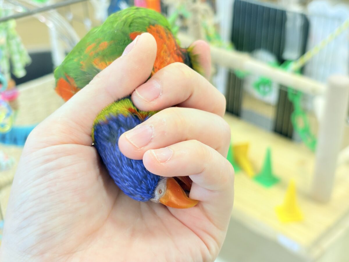 ゴシキセイガイインコ