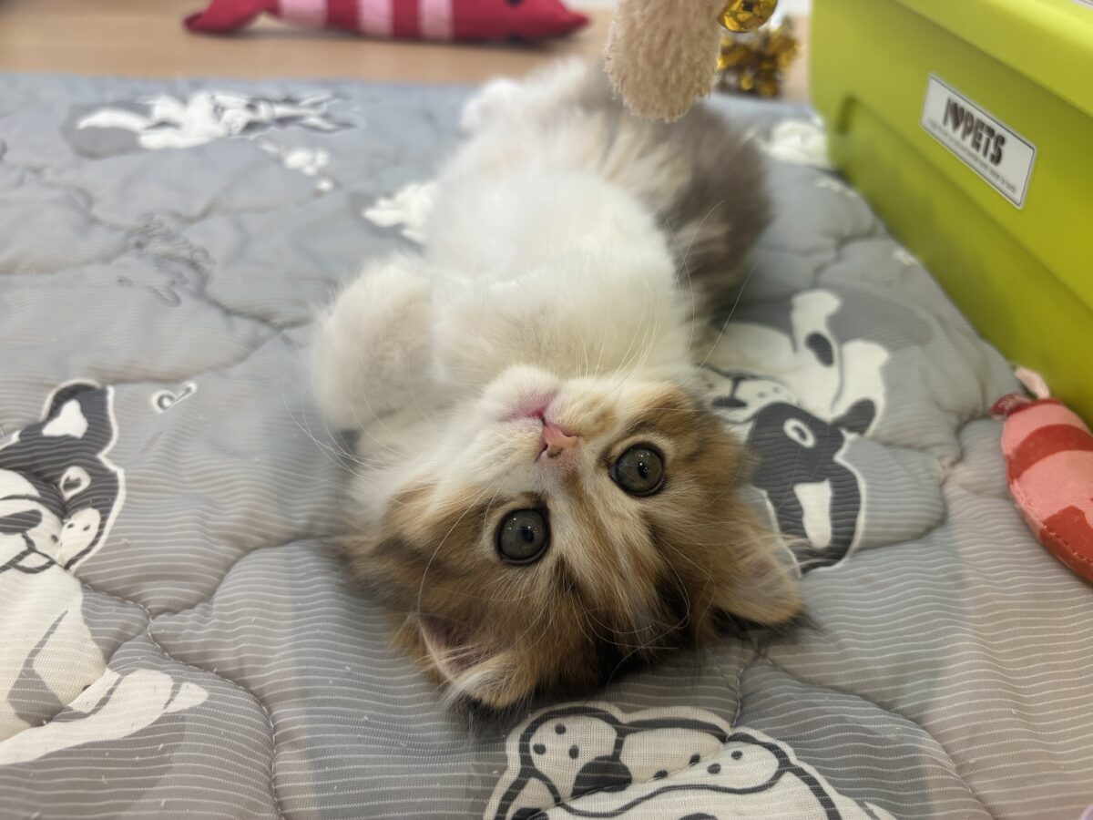 ブリティッシュショートヘア