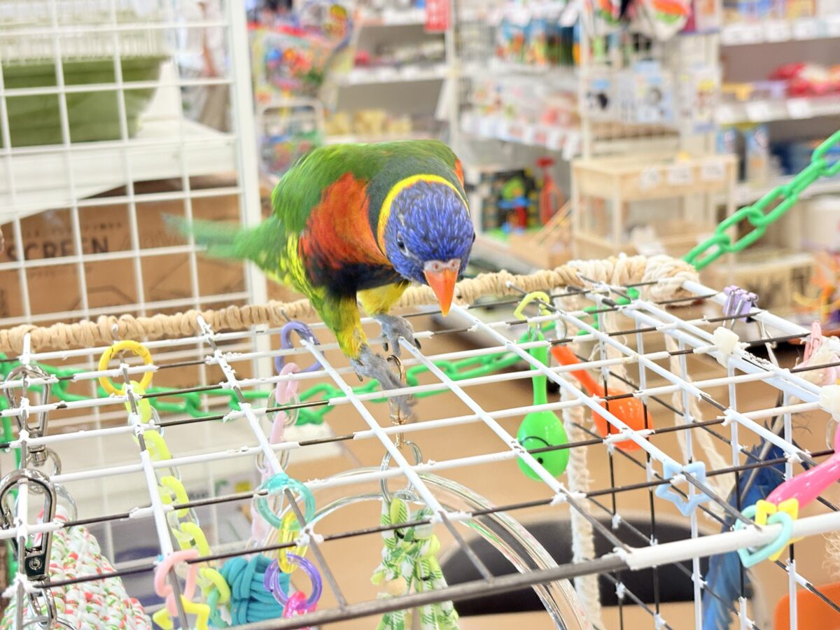 ゴシキセイガイインコ