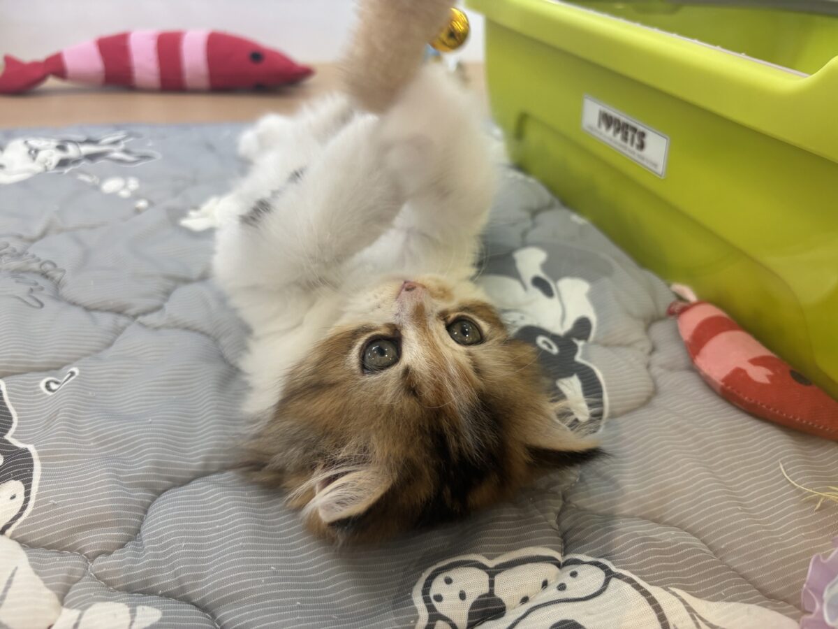 ブリティッシュショートヘア