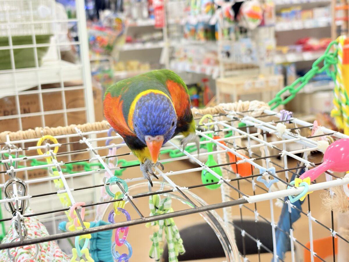 ゴシキセイガイインコ