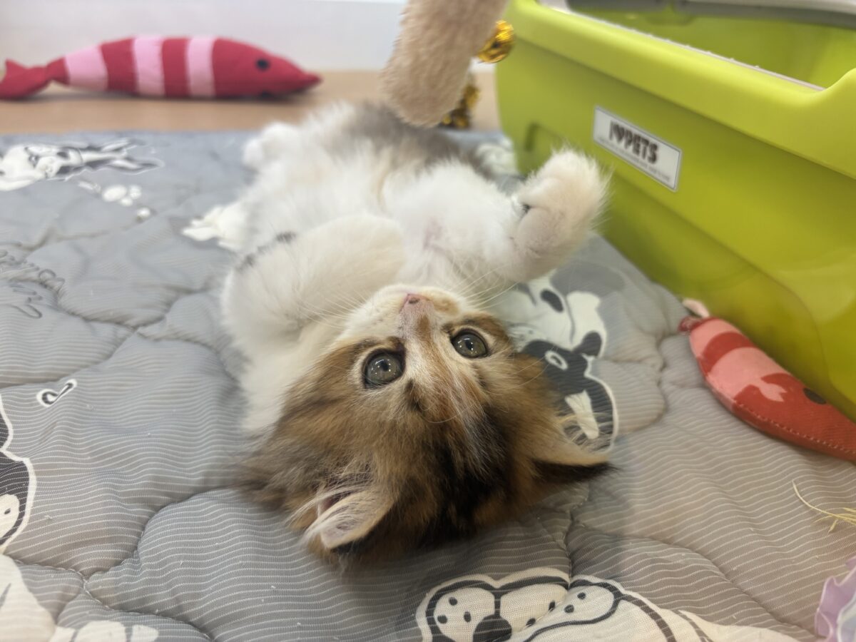 ブリティッシュショートヘア