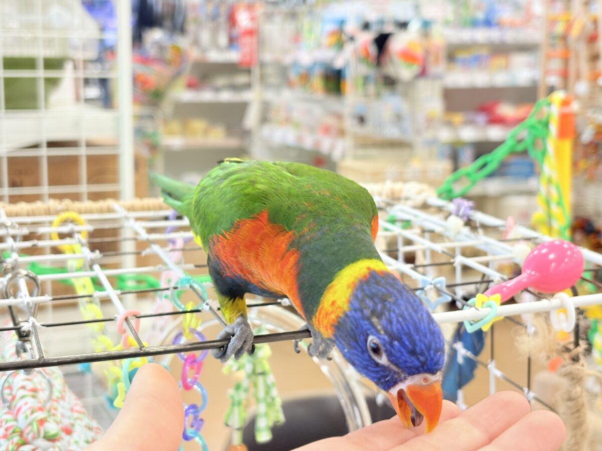 ゴシキセイガイインコ