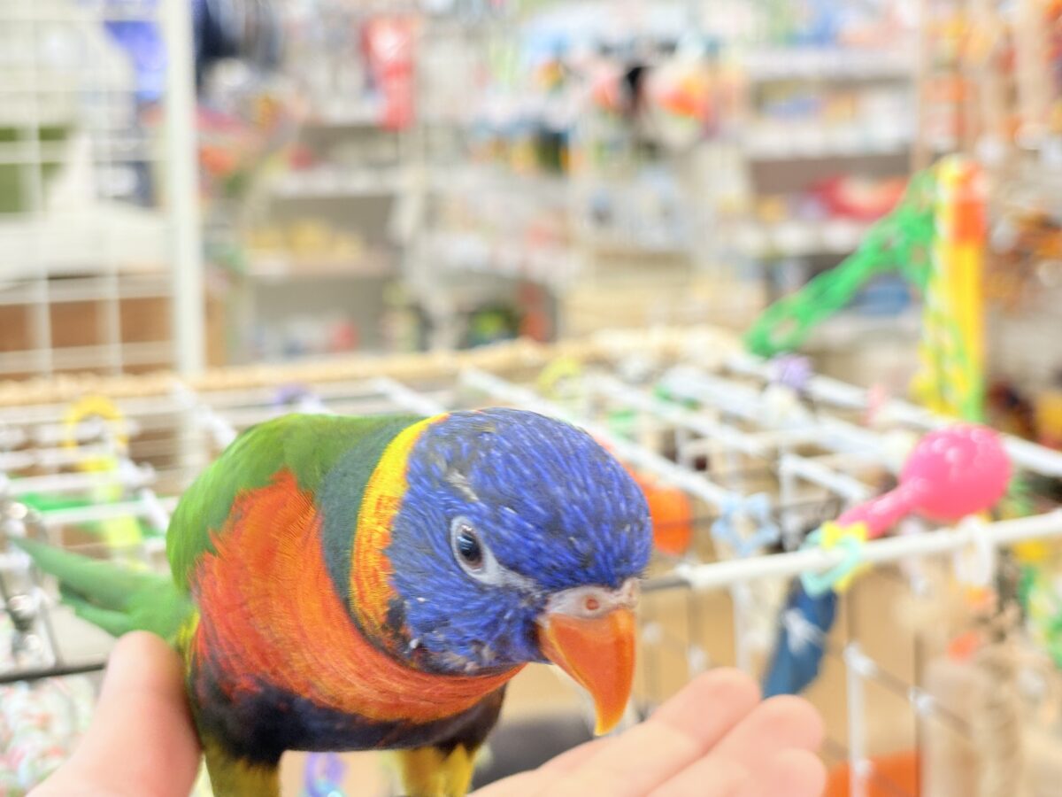 ゴシキセイガイインコ