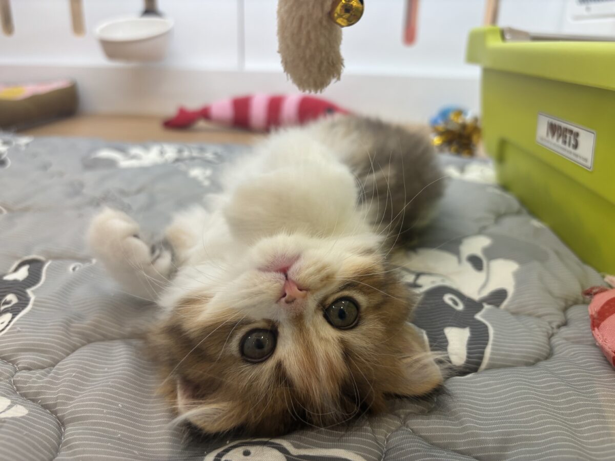 ブリティッシュショートヘア