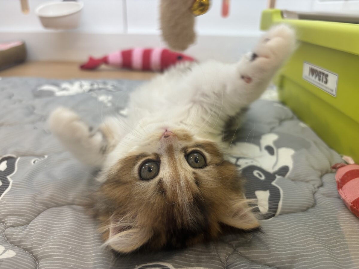 ブリティッシュショートヘア