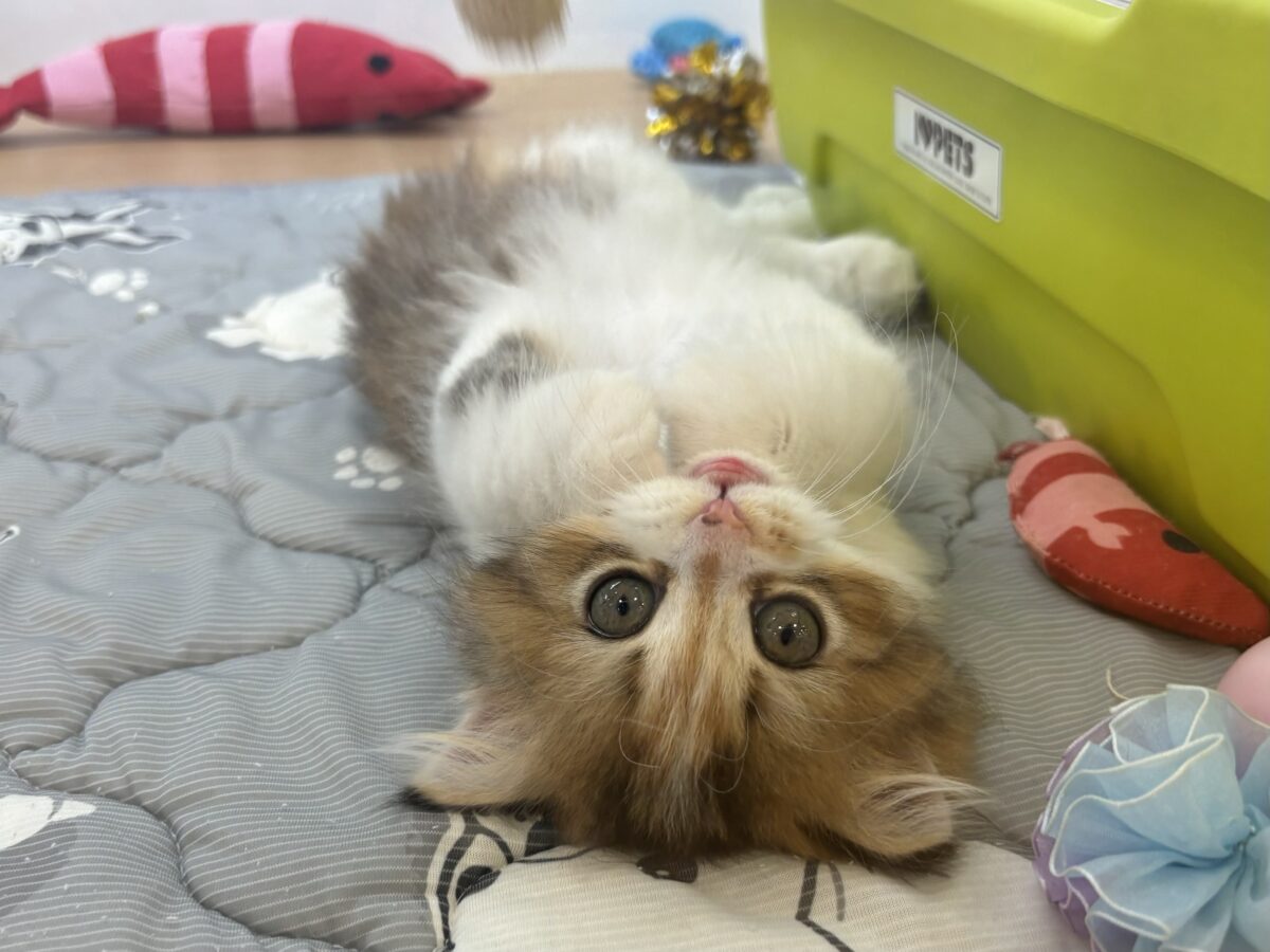ブリティッシュショートヘア