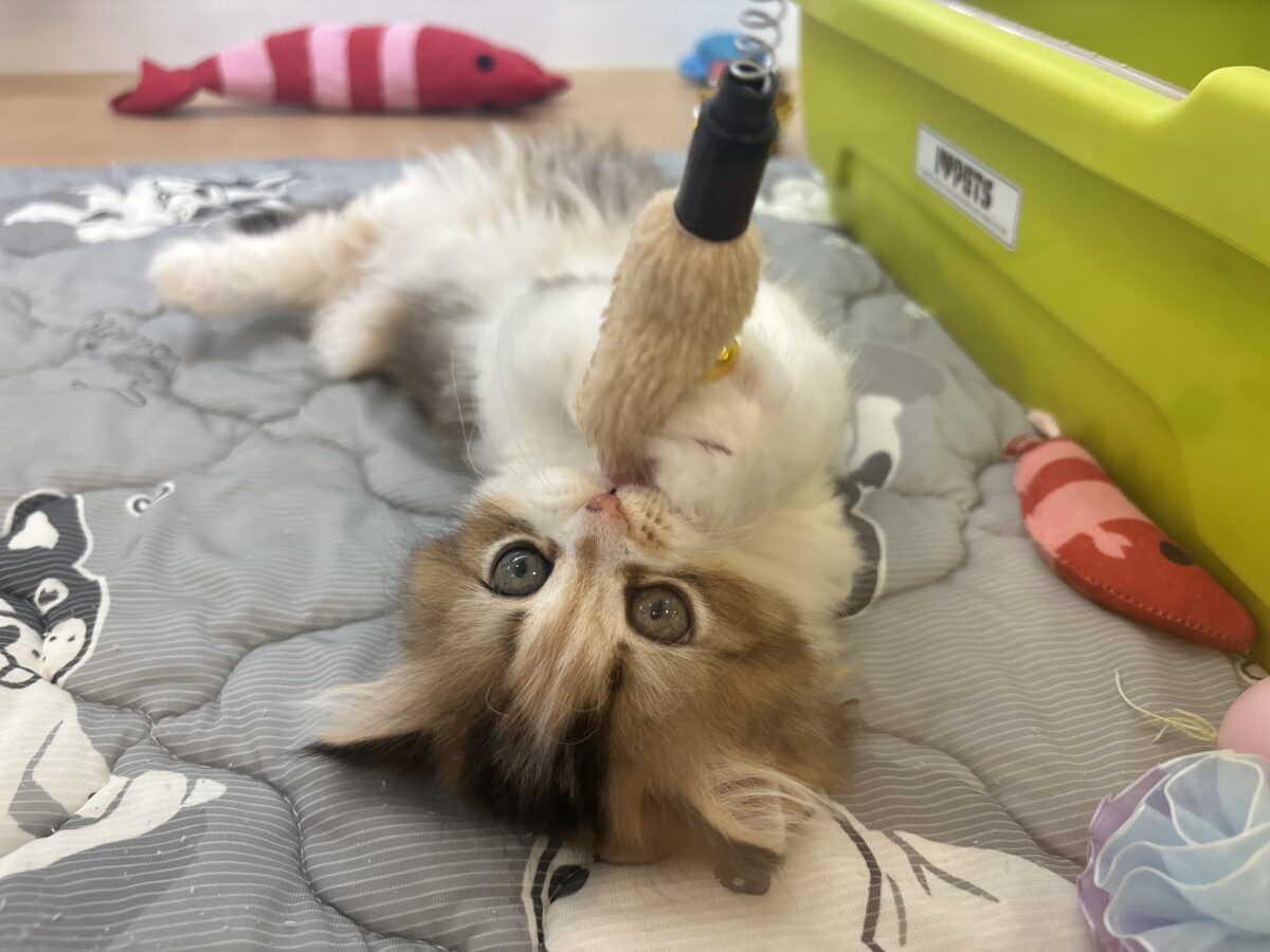 ブリティッシュショートヘア