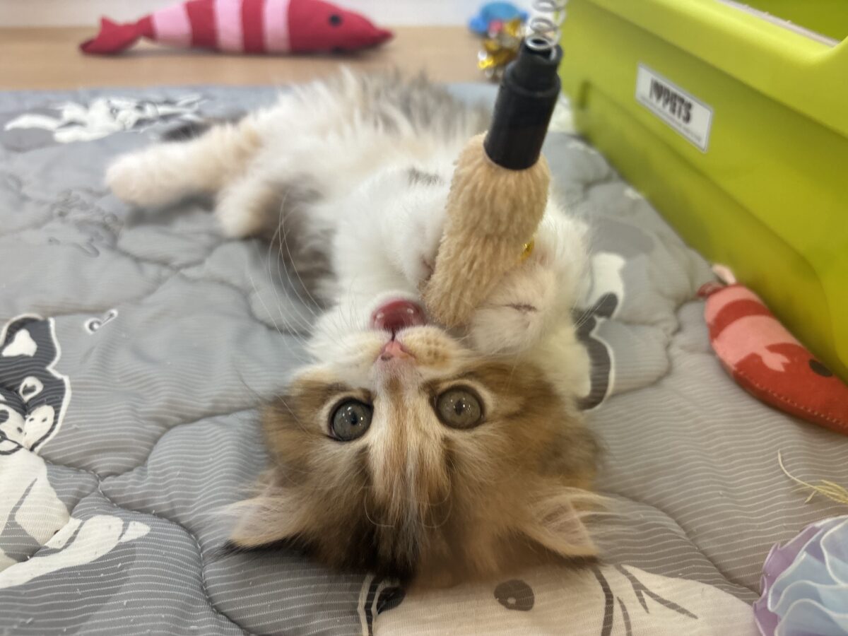 ブリティッシュショートヘア