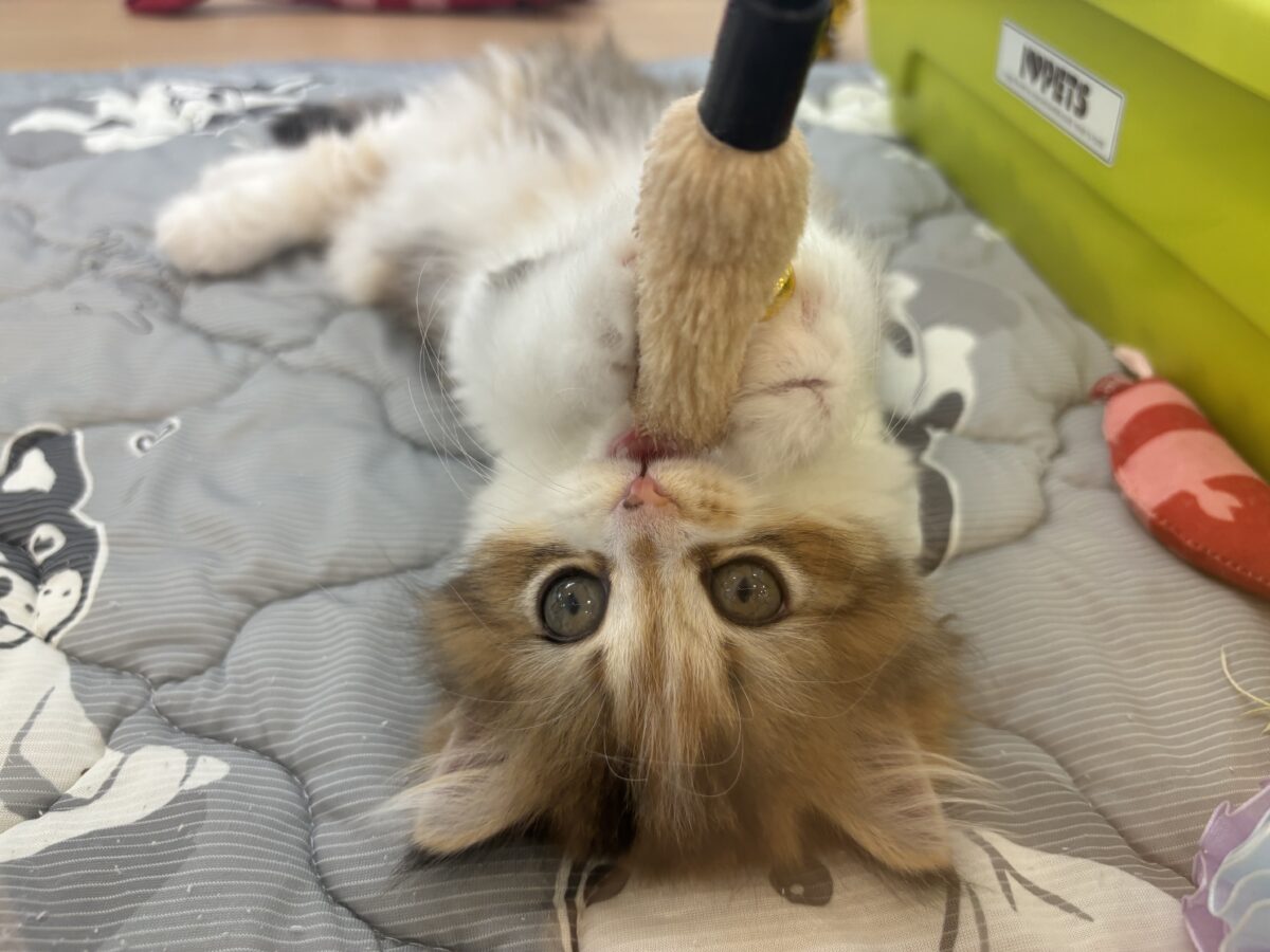 ブリティッシュショートヘア