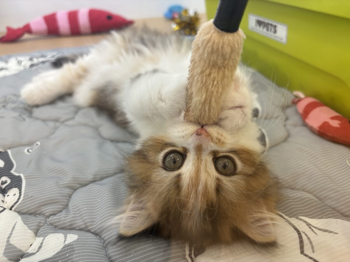 ブリティッシュショートヘア
