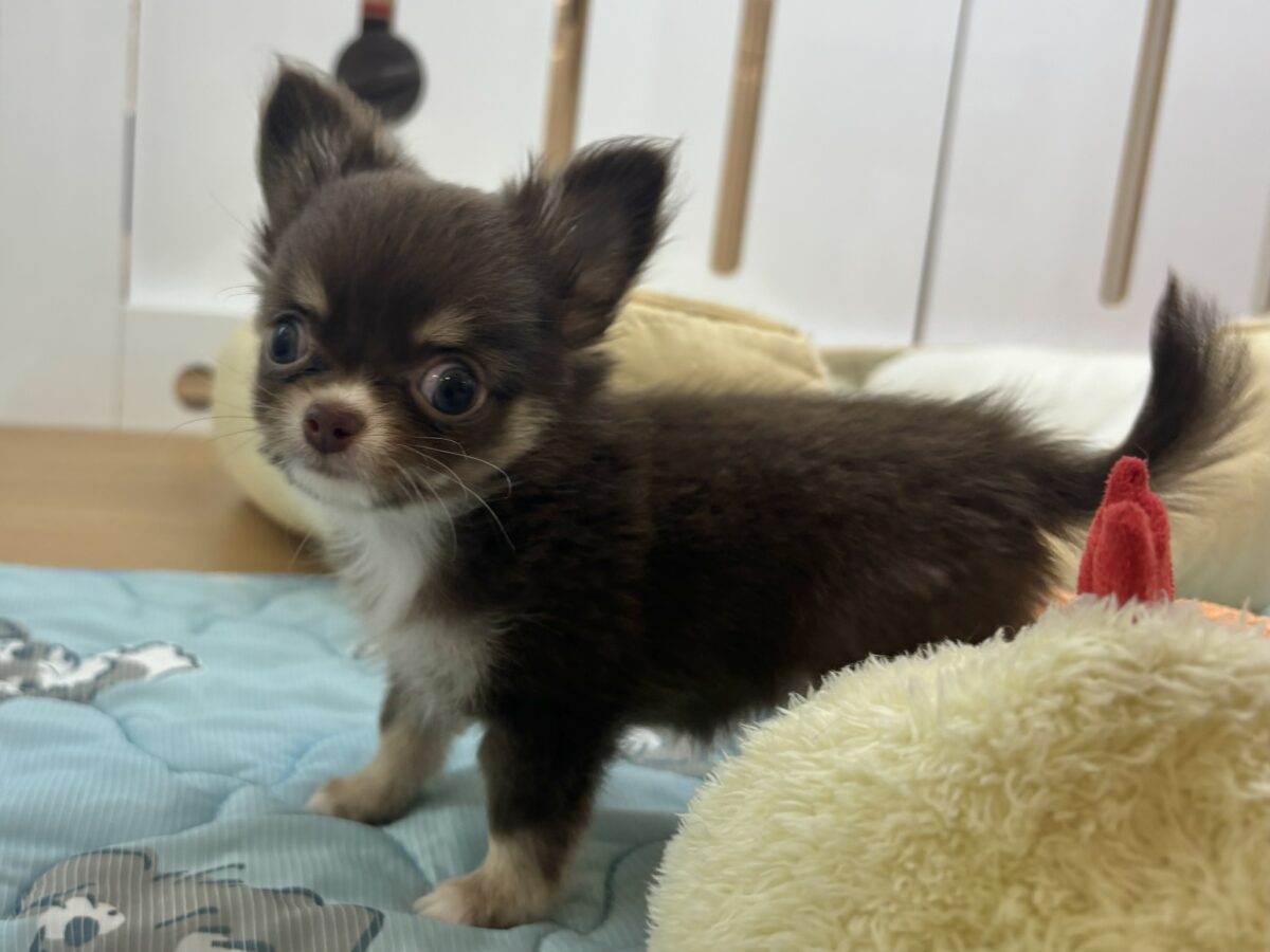 ちっこ〜〜〜いかわい子ちゃん♥チワワちゃん! チワワ