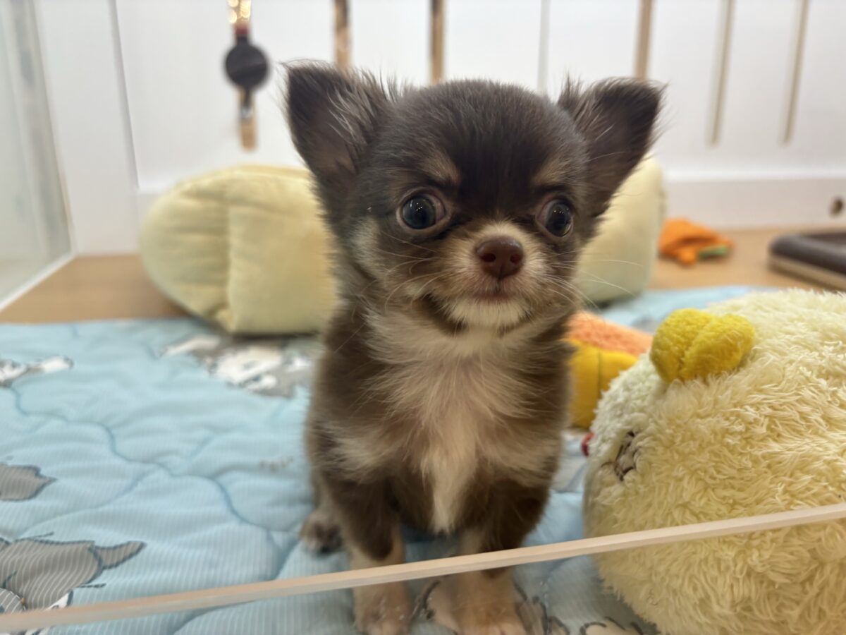 ちっこ〜〜〜いかわい子ちゃん♥チワワちゃん! チワワ