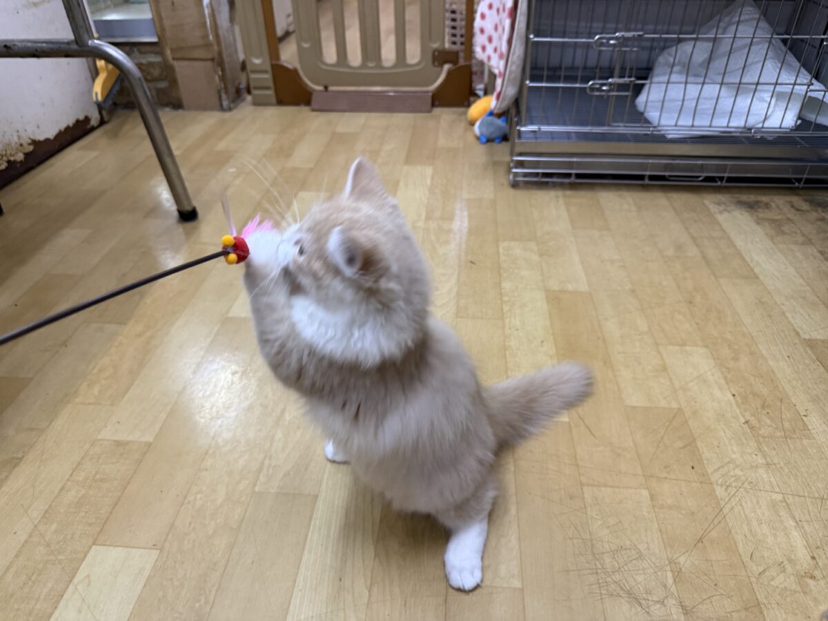 サイベリアン